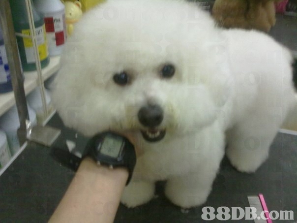  Expert Pet Grooming Services in St. Cloud, FL: Pamper Your Furry Friends Today!