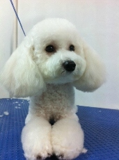  Transform Your Pet's Grooming Experience with d'tails Pet Wash: The Ultimate Destination for Pampered Pets