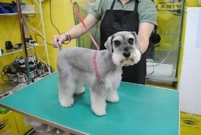 Tangled Tails Pet Grooming: Unraveling the Perfect Pet Care Experience