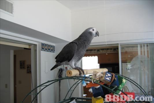 Pet Bird 3:19 Parrot Care Tips and Tricks