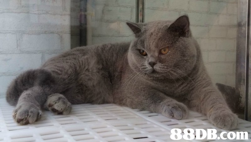 cat,mammal,small to medium sized cats,cat like mammal,british shorthair