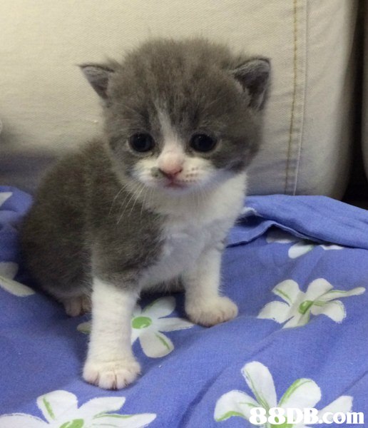 cat,small to medium sized cats,mammal,cat like mammal,vertebrate