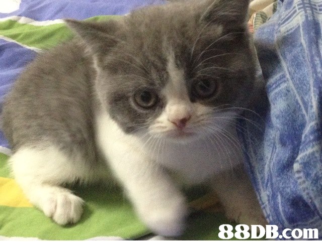 cat,small to medium sized cats,mammal,cat like mammal,domestic short haired cat