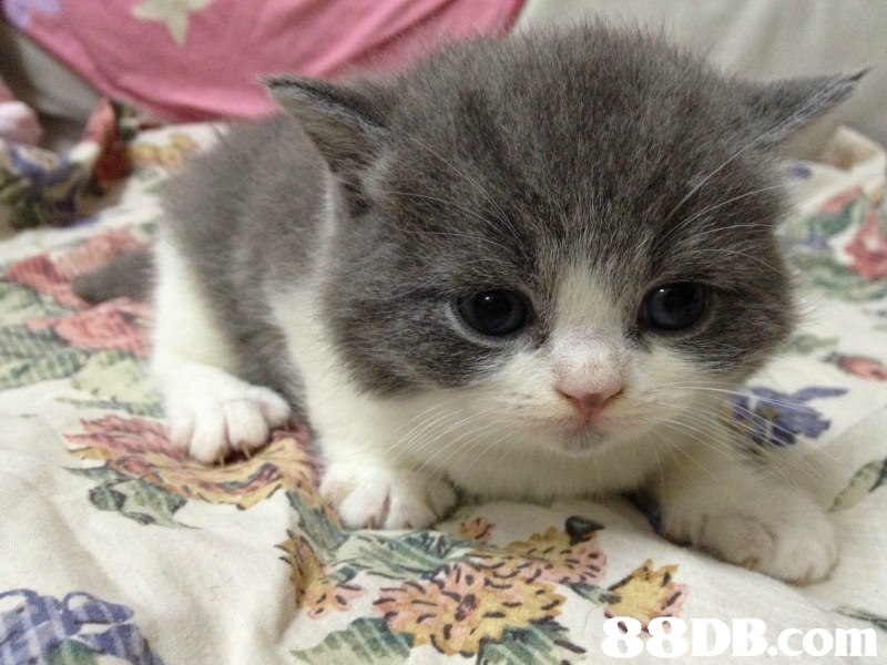 SDB.com  cat,small to medium sized cats,cat like mammal,kitten,fauna