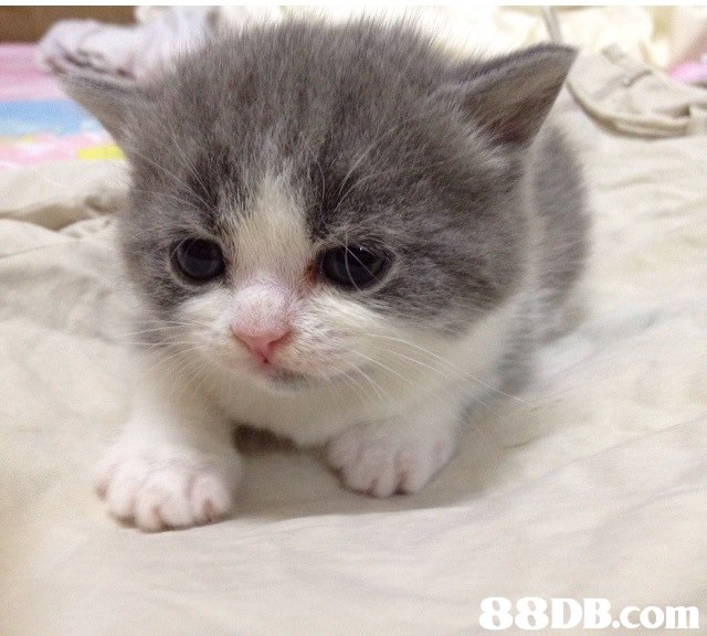 cat,small to medium sized cats,mammal,cat like mammal,domestic short haired cat