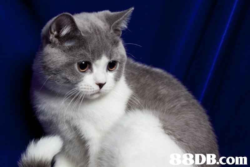 B8DB.com  cat,mammal,small to medium sized cats,cat like mammal,whiskers