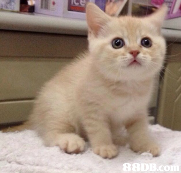cat,small to medium sized cats,cat like mammal,kitten,whiskers
