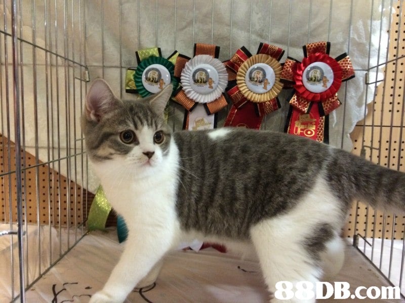 8 DB.co CO  cat,small to medium sized cats,cat like mammal,whiskers,european shorthair