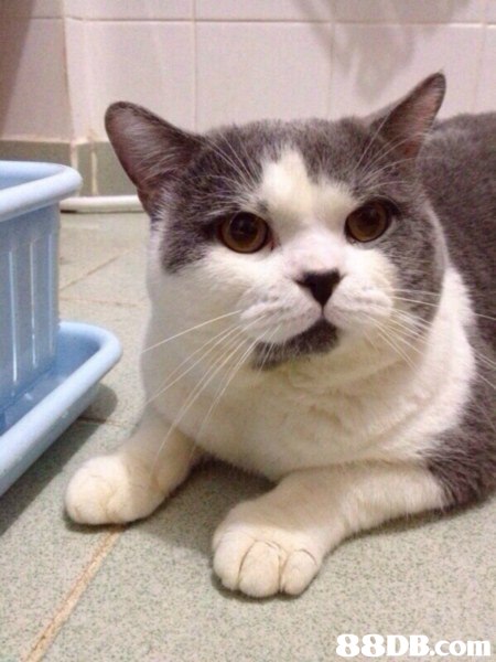 cat,small to medium sized cats,cat like mammal,whiskers,domestic short haired cat