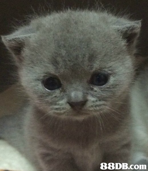 cat,mammal,small to medium sized cats,cat like mammal,korat