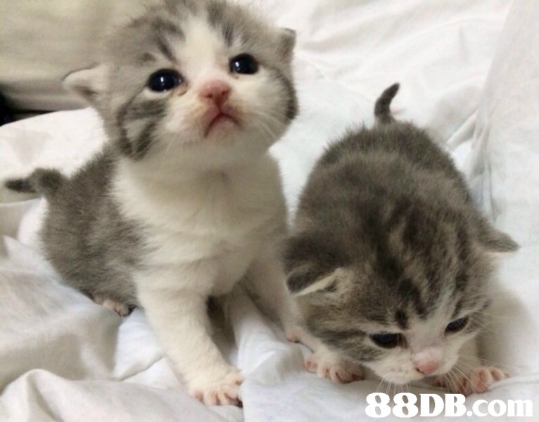 cat,small to medium sized cats,mammal,cat like mammal,vertebrate