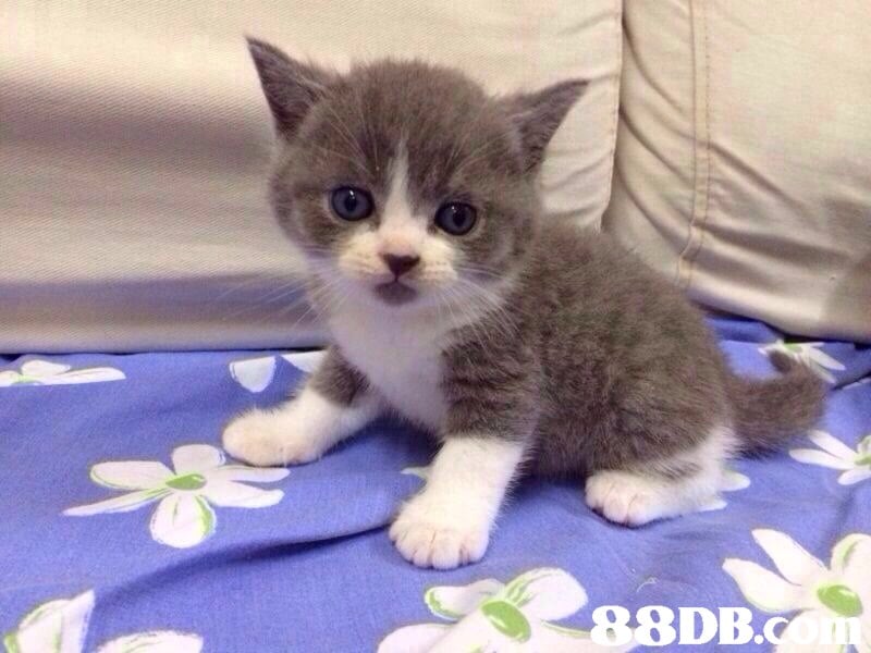 88DB,cat,small to medium sized cats,mammal,cat like mammal,whiskers