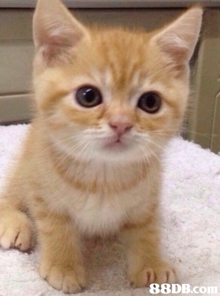 88DB.Com,cat,small to medium sized cats,cat like mammal,whiskers,kitten