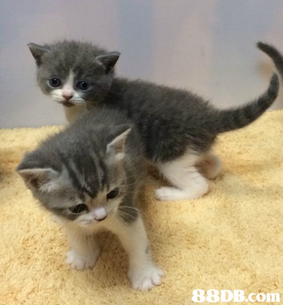 cat,small to medium sized cats,mammal,cat like mammal,vertebrate