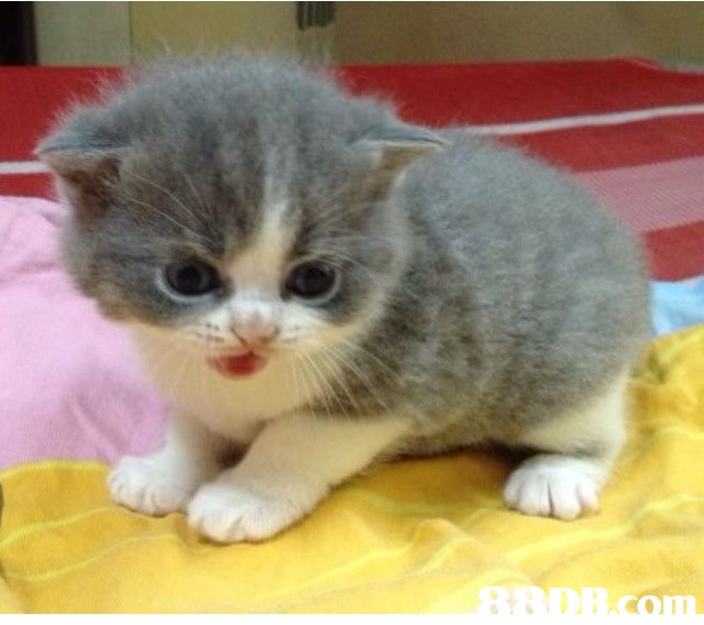 cat,mammal,small to medium sized cats,cat like mammal,vertebrate