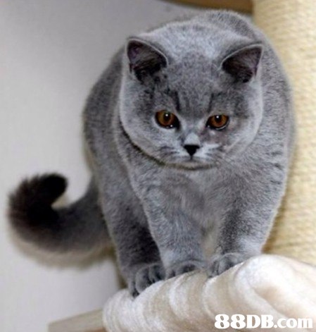 cat,mammal,small to medium sized cats,cat like mammal,british shorthair