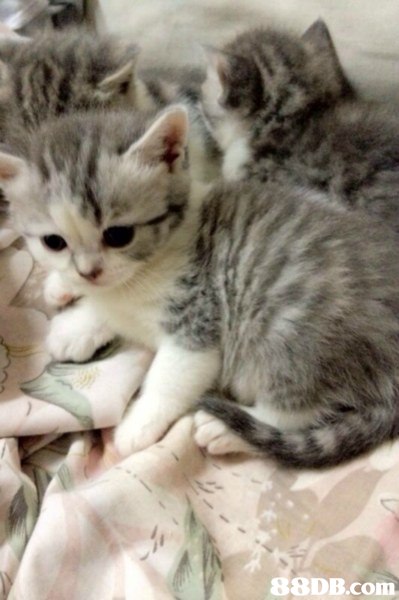 cat,mammal,small to medium sized cats,cat like mammal,vertebrate