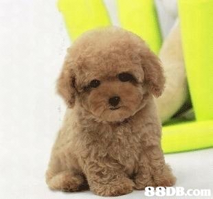 8DB.com,dog like mammal,dog,dog breed,dog breed group,toy poodle