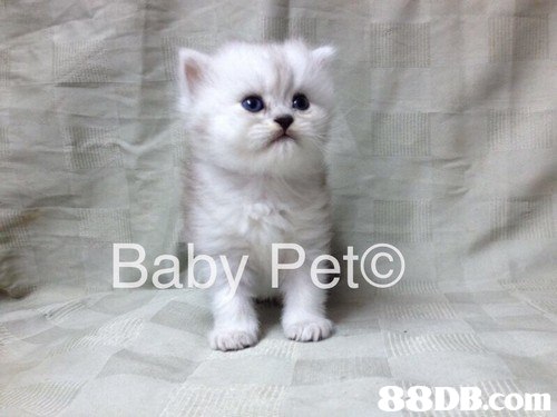 Baby Peto,cat,burmilla,mammal,small to medium sized cats,cat like mammal
