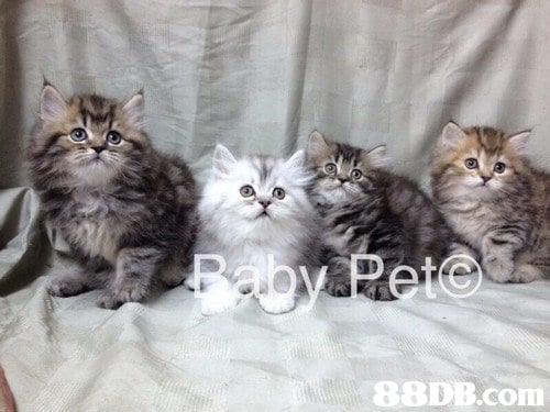 88DB.com  cat,mammal,small to medium sized cats,cat like mammal,vertebrate