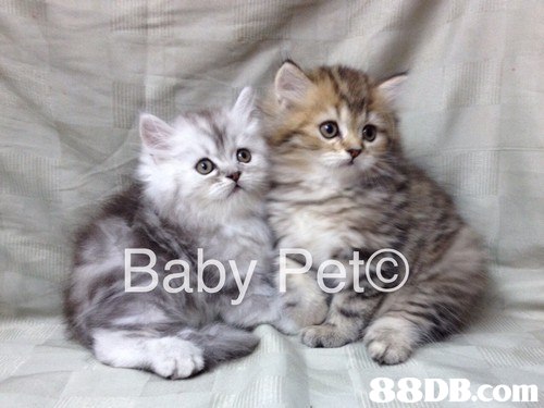 Baby Rete,cat,mammal,small to medium sized cats,cat like mammal,vertebrate