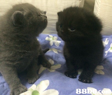 cat,mammal,small to medium sized cats,dog breed group,cat like mammal