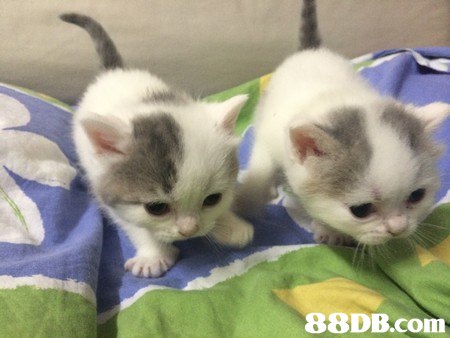 cat,small to medium sized cats,mammal,cat like mammal,vertebrate