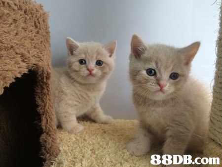 cat,small to medium sized cats,mammal,cat like mammal,british shorthair