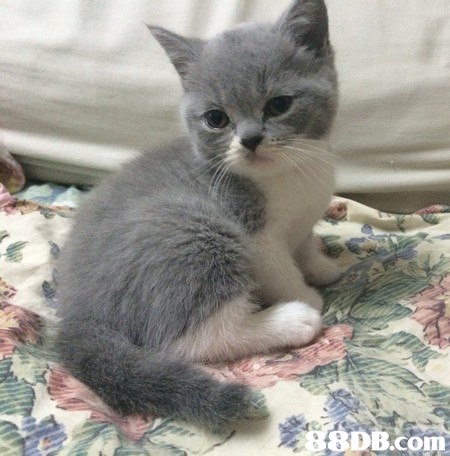 8DB.com,cat,small to medium sized cats,mammal,cat like mammal,burmilla