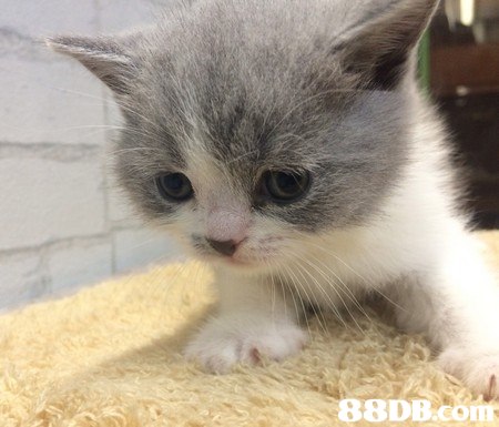 cat,small to medium sized cats,mammal,cat like mammal,whiskers