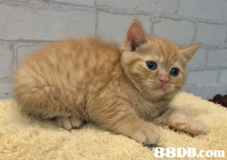 cat,small to medium sized cats,mammal,cat like mammal,kitten
