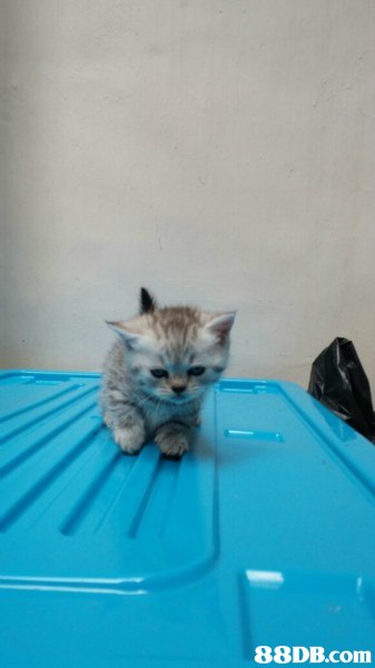 cat,small to medium sized cats,mammal,cat like mammal,vertebrate