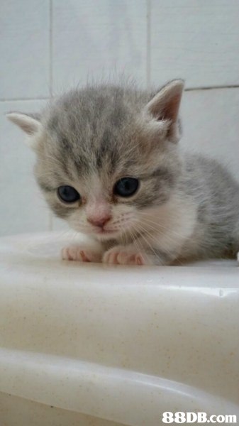 cat,small to medium sized cats,mammal,cat like mammal,burmilla
