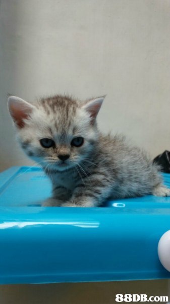 cat,small to medium sized cats,cat like mammal,kitten,whiskers