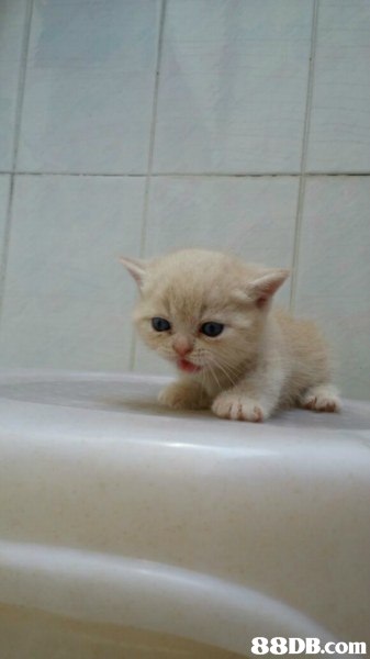 cat,small to medium sized cats,cat like mammal,burmilla,kitten