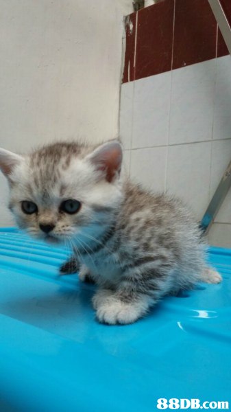 cat,small to medium sized cats,mammal,cat like mammal,kitten