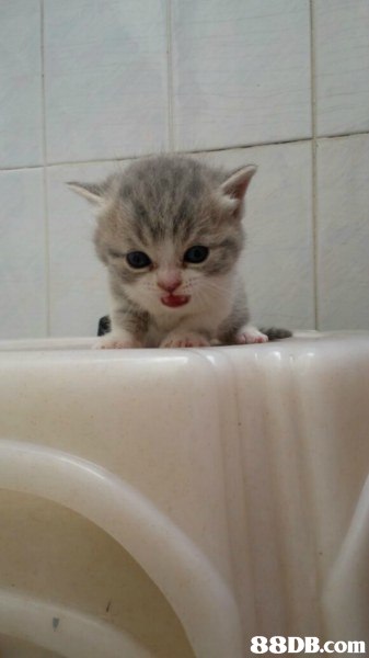 cat,small to medium sized cats,mammal,cat like mammal,kitten