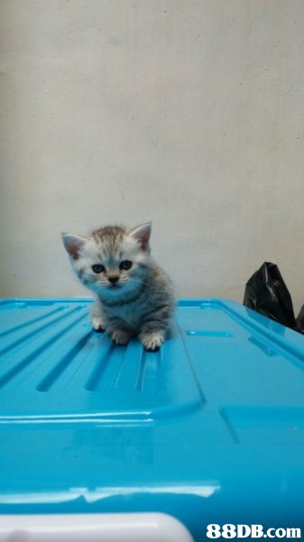 cat,small to medium sized cats,mammal,cat like mammal,vertebrate