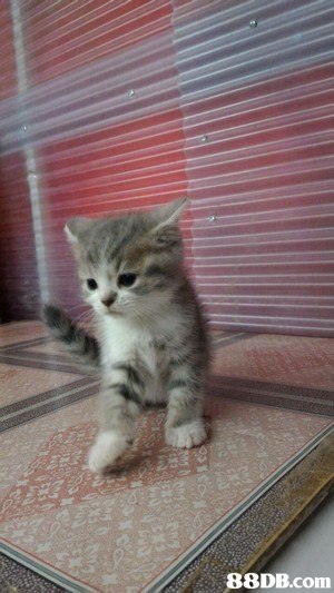 cat,small to medium sized cats,mammal,cat like mammal,vertebrate