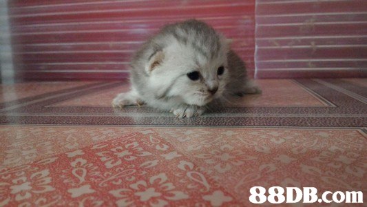 cat,mammal,small to medium sized cats,cat like mammal,vertebrate