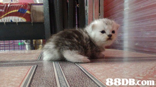 cat,mammal,small to medium sized cats,cat like mammal,vertebrate