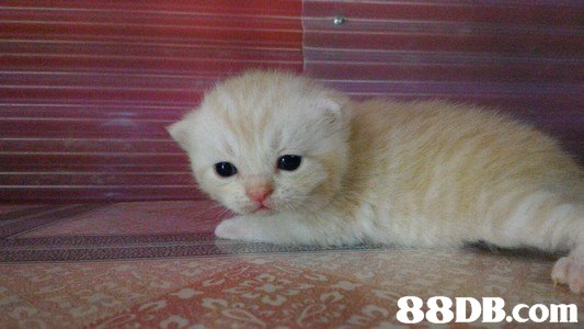 cat,mammal,small to medium sized cats,cat like mammal,vertebrate