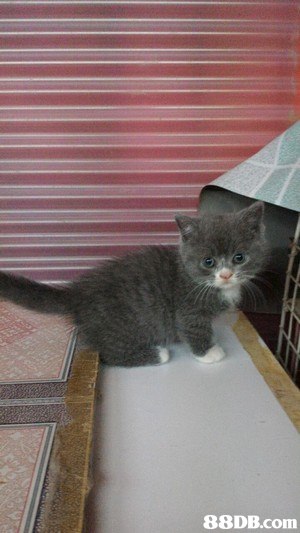 cat,small to medium sized cats,mammal,cat like mammal,vertebrate