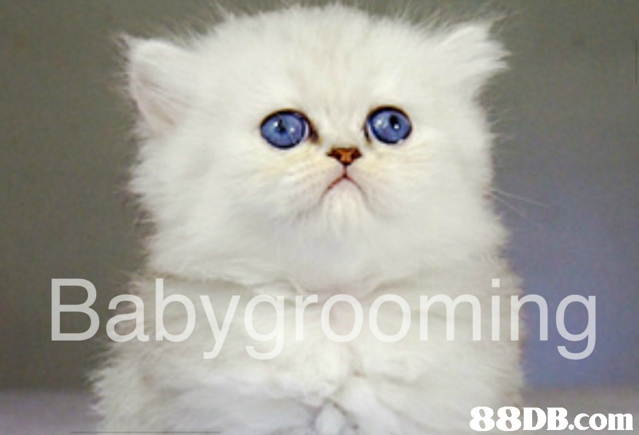 88DB.com  cat,small to medium sized cats,mammal,cat like mammal,vertebrate