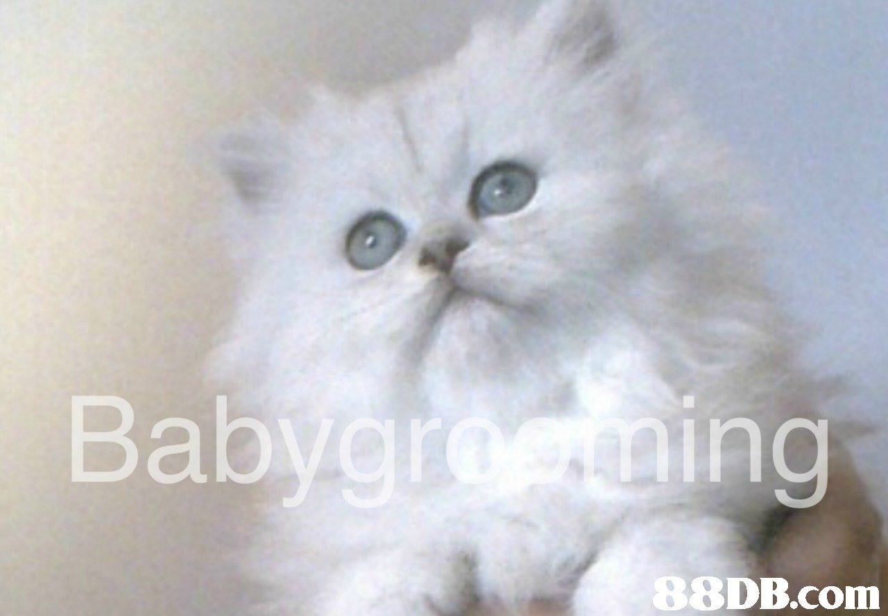 Bab in 88DB.com  cat,mammal,small to medium sized cats,cat like mammal,vertebrate