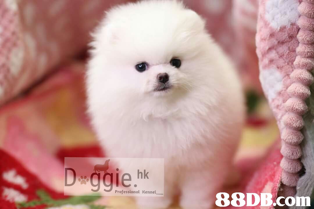 hk Professional Kennel 88DB.com  dog,dog like mammal,pomeranian,dog breed,volpino italiano