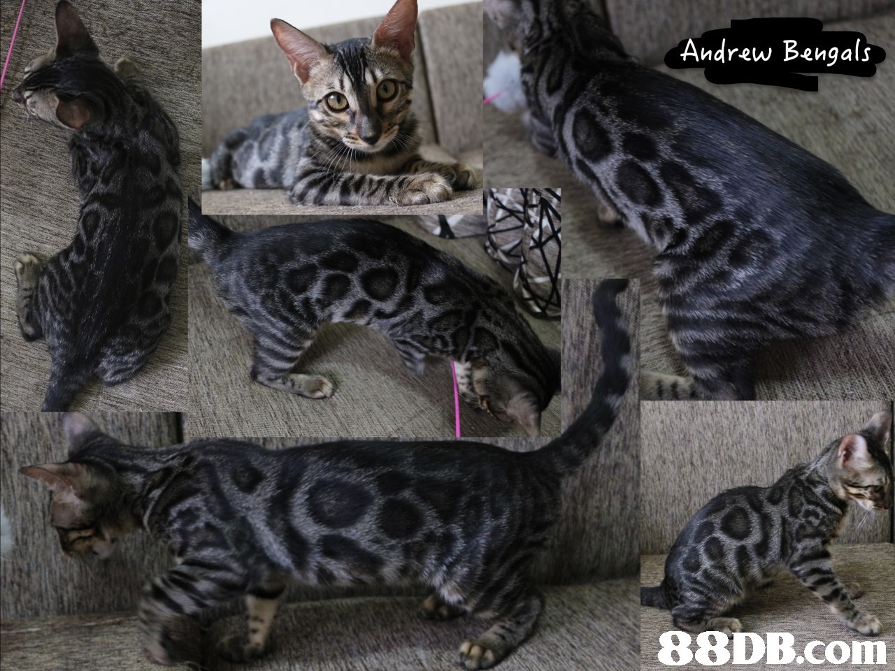 Andrew Bengals,cat,mammal,small to medium sized cats,cat like mammal,vertebrate