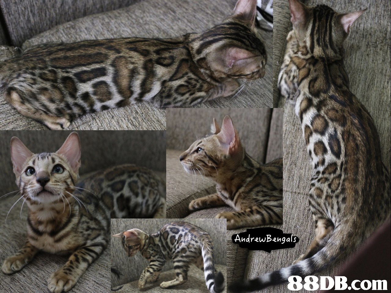 AndrewBengals,cat,mammal,small to medium sized cats,cat like mammal,dragon li