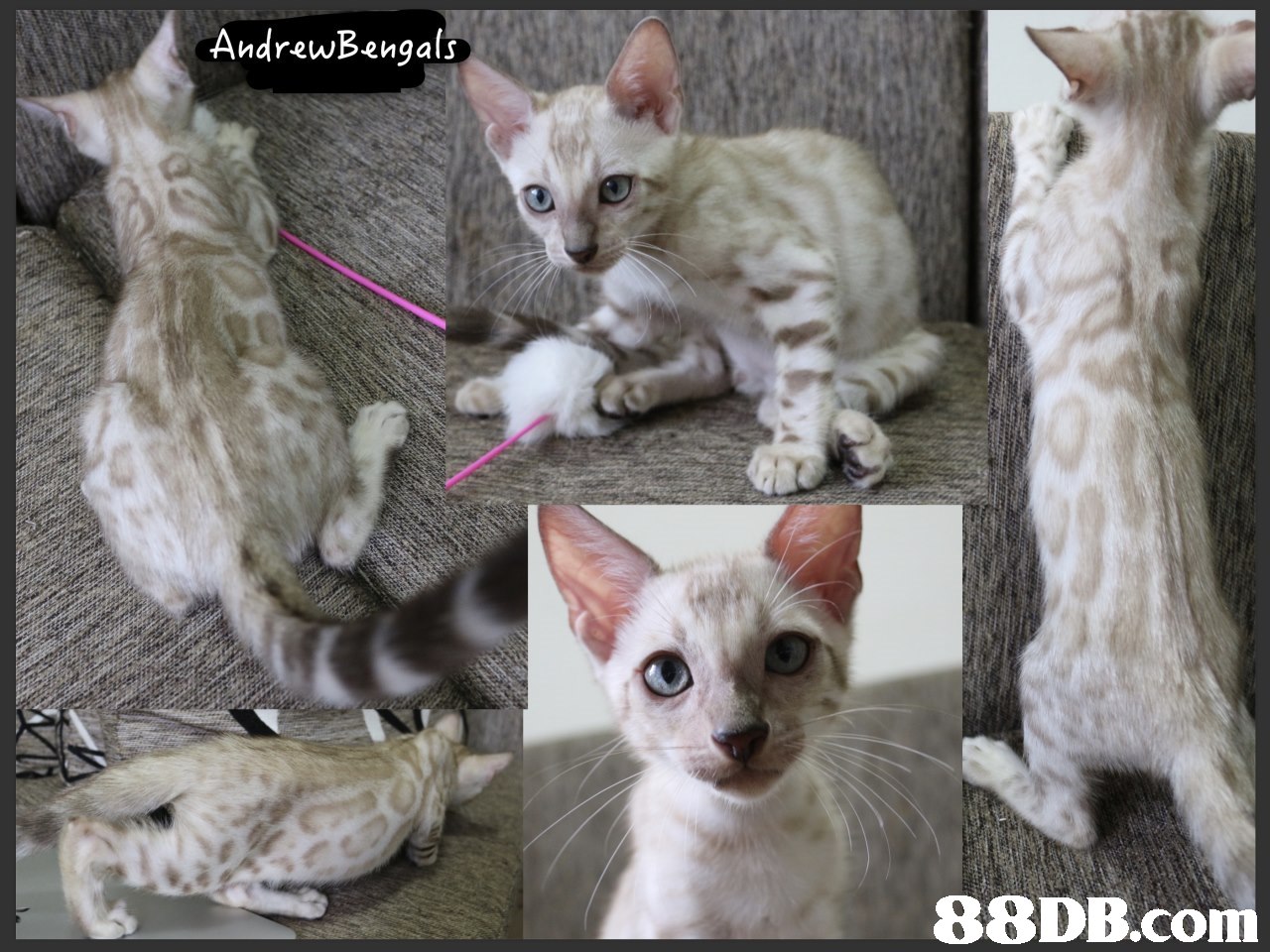 AndrewBengals,cat,small to medium sized cats,cat like mammal,fauna,devon rex