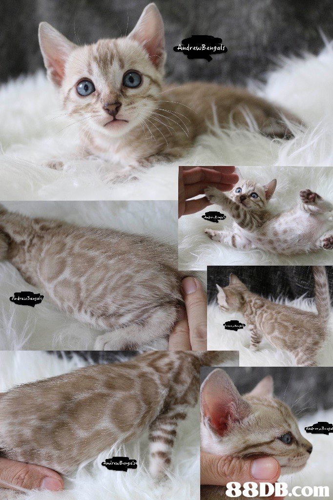 ndrewBengals,cat,fauna,small to medium sized cats,cat like mammal,photo caption